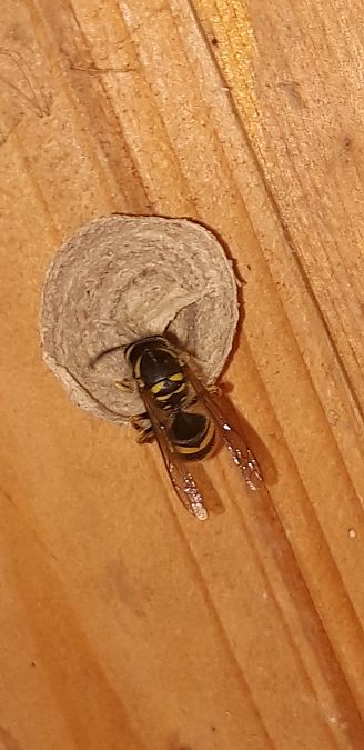 Vespula vulgaris  - Michele Cento