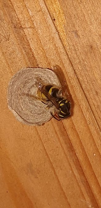 Vespula vulgaris  - Michele Cento