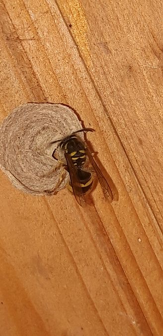 Vespula vulgaris  - Michele Cento
