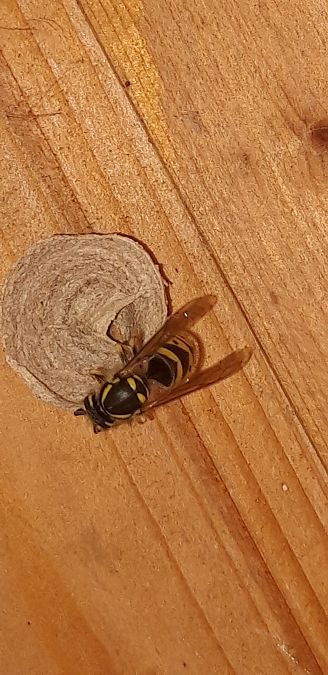 Vespula vulgaris  - Michele Cento