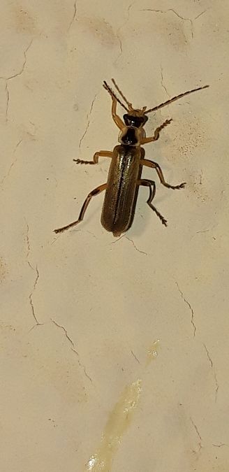 Cantharis decipiens  - Michele Cento