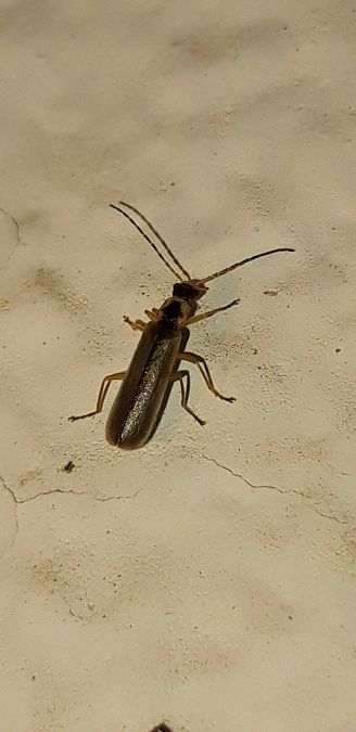 Cantharis decipiens  - Michele Cento