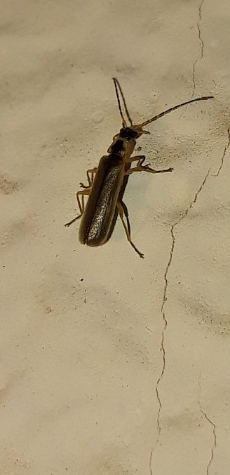 Cantharis decipiens  - Michele Cento