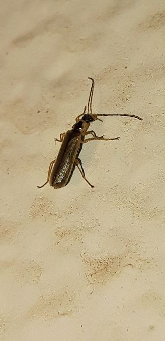 Cantharis decipiens  - Michele Cento