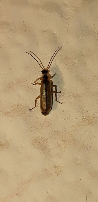 Cantharis decipiens  - Michele Cento