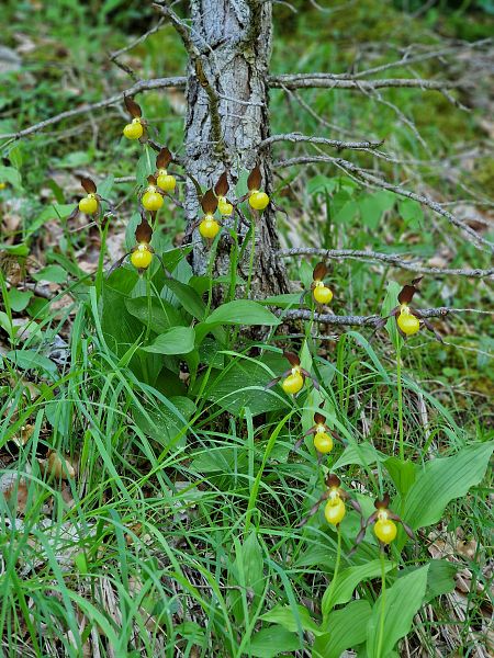 Cypripedium calceolus  - Diane Raibaut