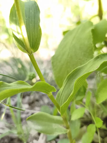 Epipactis helleborine subsp. tremolsii  - Richard Fay