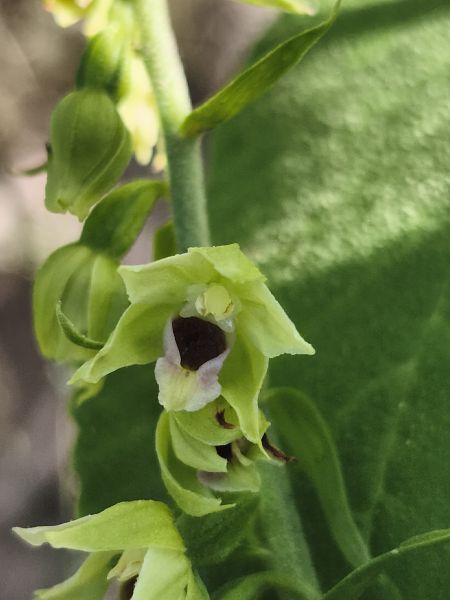 Epipactis helleborine subsp. tremolsii  - Richard Fay