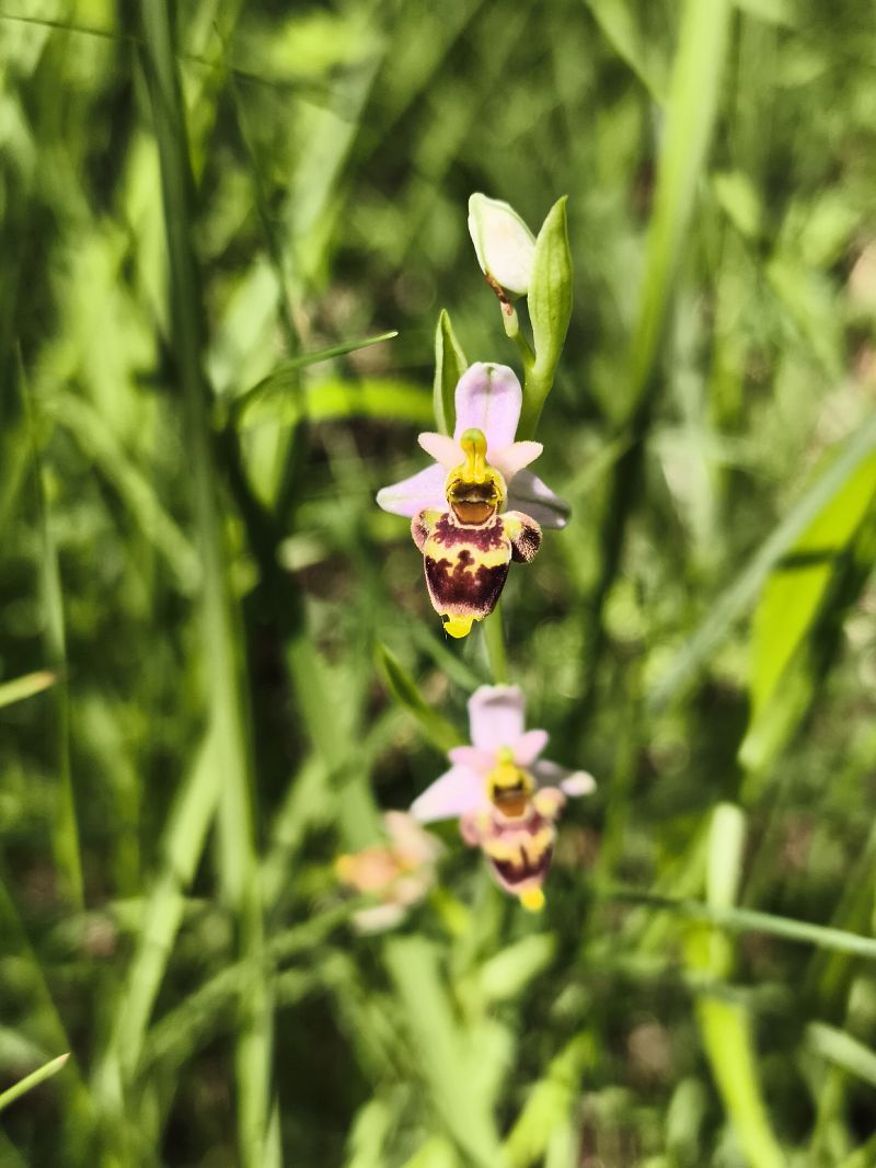 Ophrys santonica  - Richard Fay