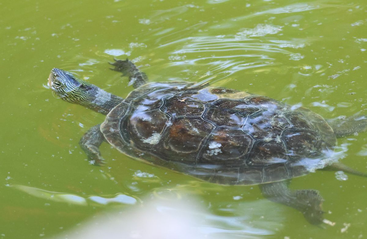 Mauremys sinensis  - Toni Alonso Jardí