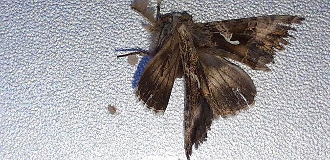 Autographa gamma  - Michele Cento