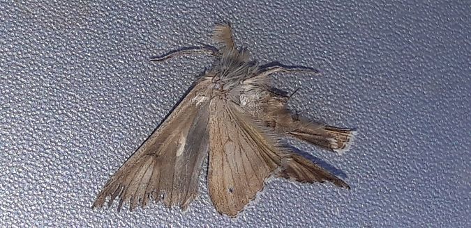 Autographa gamma  - Michele Cento