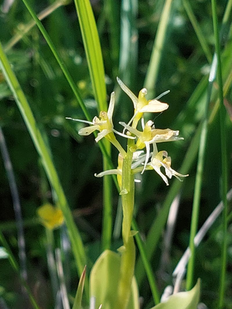 Liparis loeselii  - Bernard Sonnerat