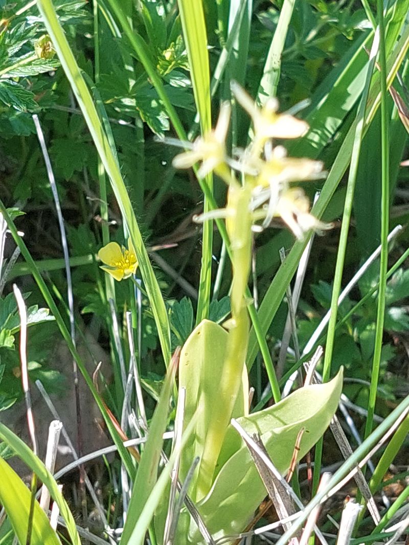 Liparis loeselii  - Bernard Sonnerat