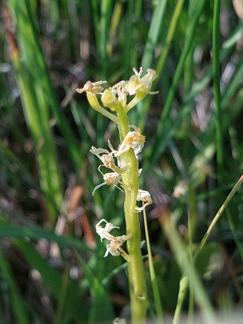 Liparis loeselii  - Bernard Sonnerat