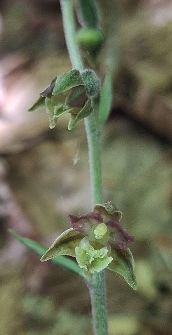 Epipactis microphylla 