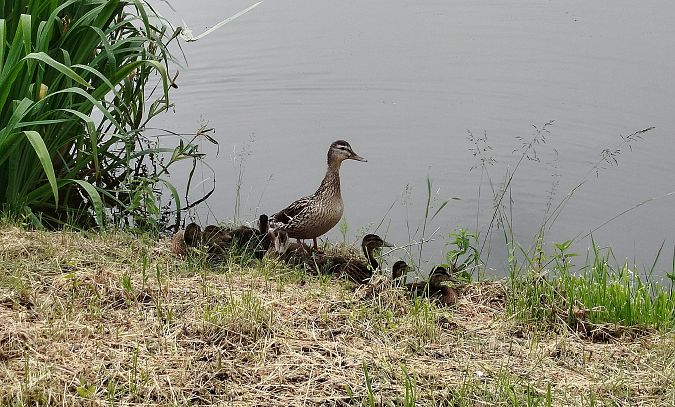 Canard colvert  - Kacper Mikulski