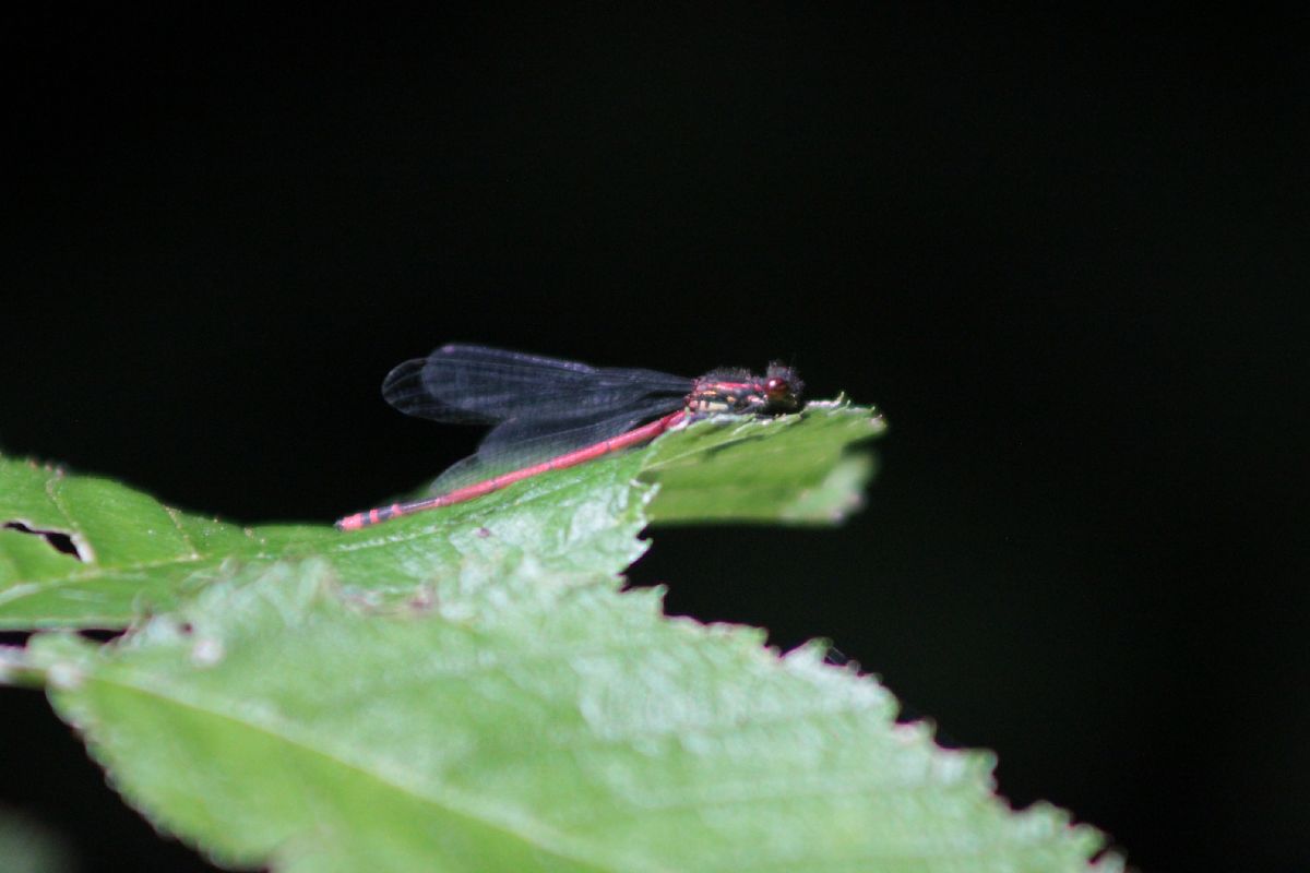 Pyrrhosoma nymphula  - Marco Cazzola
