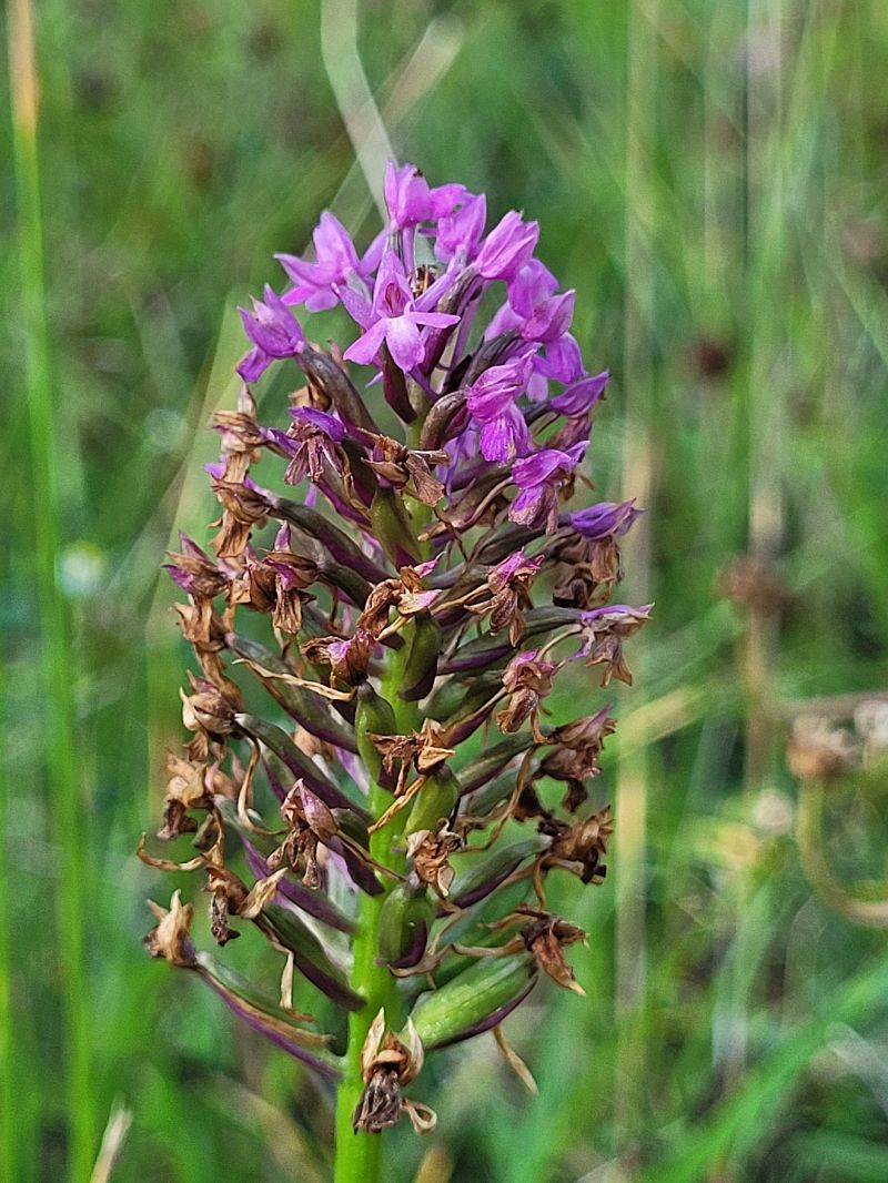 Anacamptis pyramidalis  - Édouard Beslot