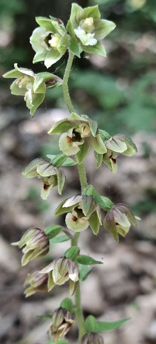 Epipactis helleborine var. castanearum 