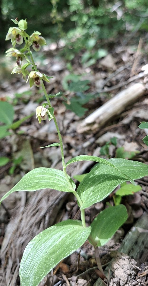 Epipactis helleborine var. castanearum 