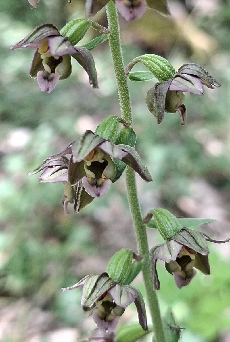 Epipactis helleborine var. castanearum 