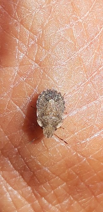 Sciocoris sideritidis  - Michele Cento