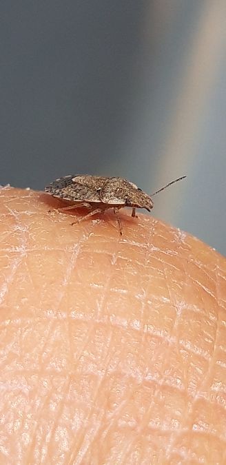 Sciocoris sideritidis  - Michele Cento