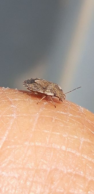 Sciocoris sideritidis  - Michele Cento