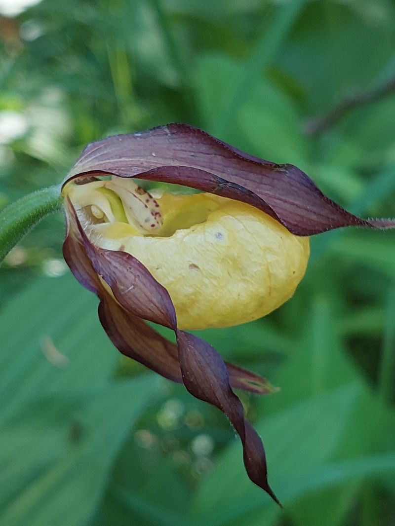 Cypripedium calceolus  - Bernard Sonnerat