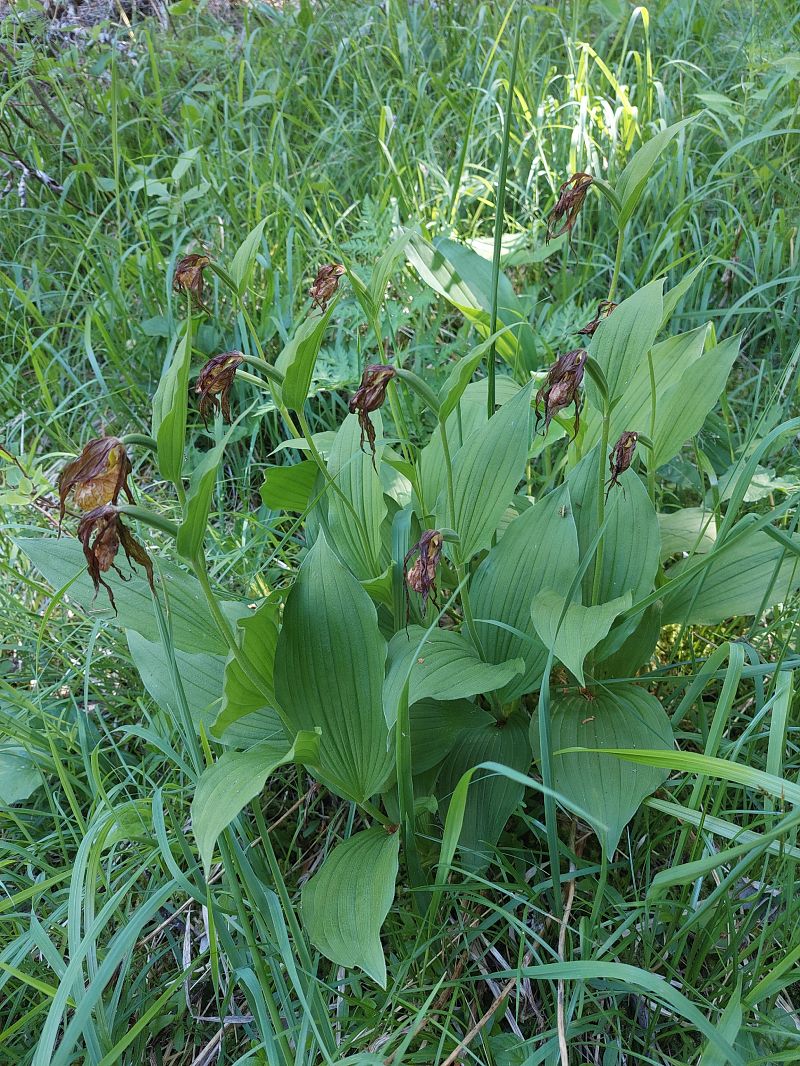 Cypripedium calceolus  - Bernard Sonnerat