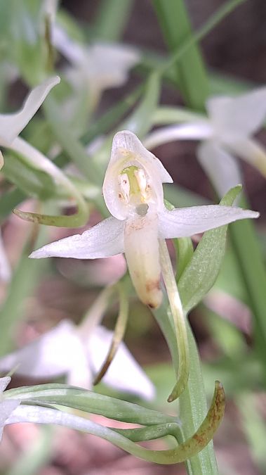 Platanthera muelleri  - Emmanuel Cosson