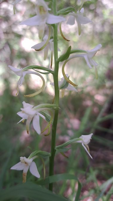 Platanthera muelleri  - Emmanuel Cosson