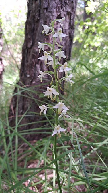 Platanthera muelleri  - Emmanuel Cosson