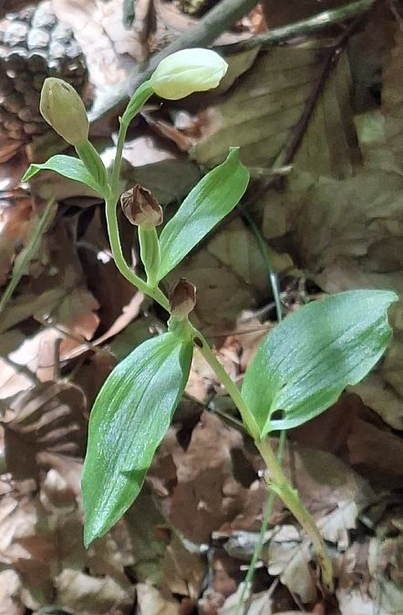 Cephalanthera damasonium 