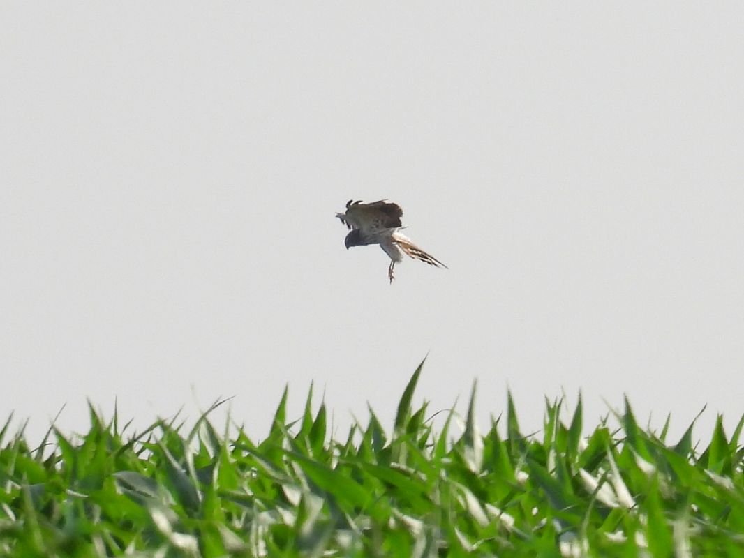 Montagu's Harrier  - Kacper Mikulski