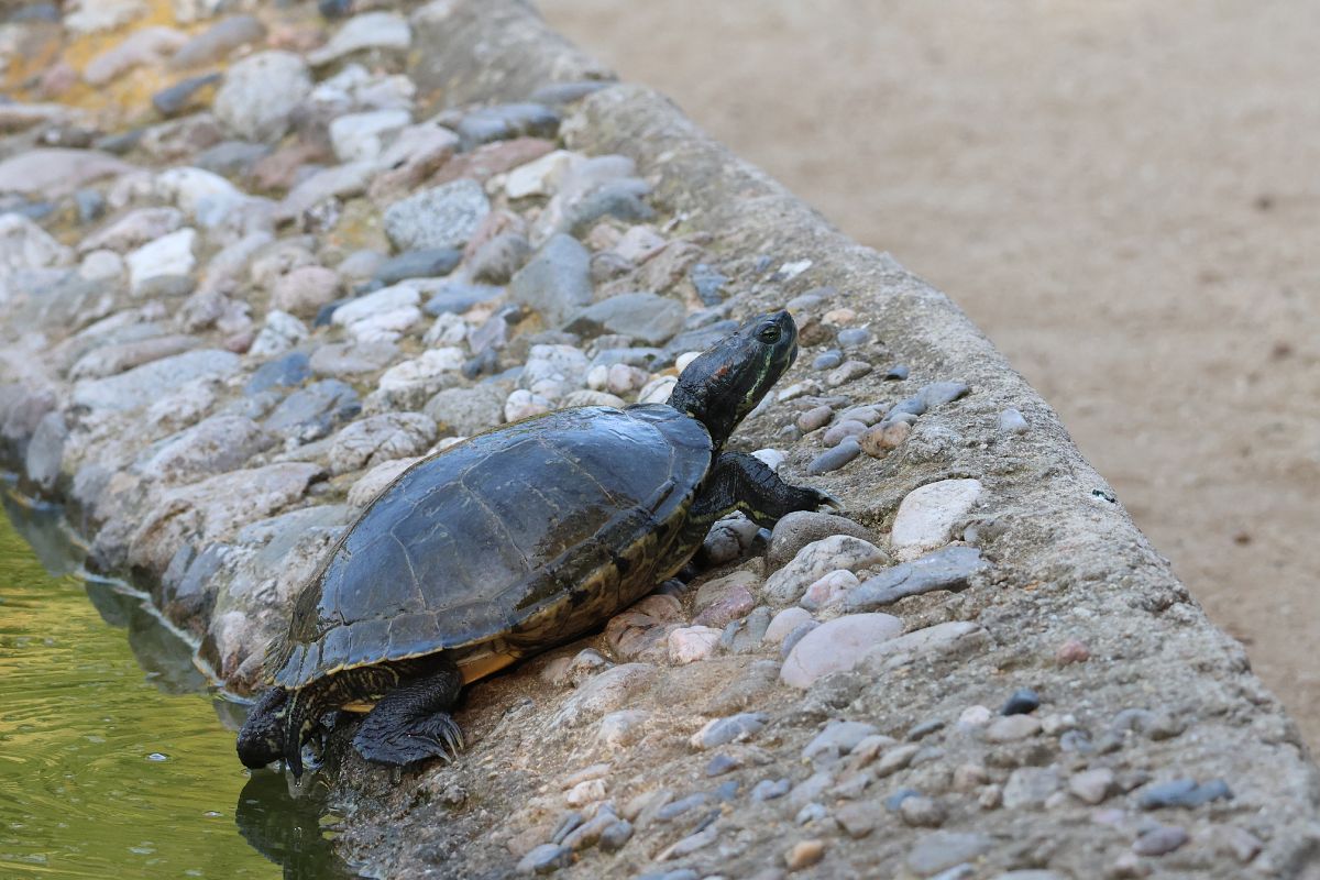 Tortuga d'aigua americana (T.s.elegans)  - Toni Alonso Jardí