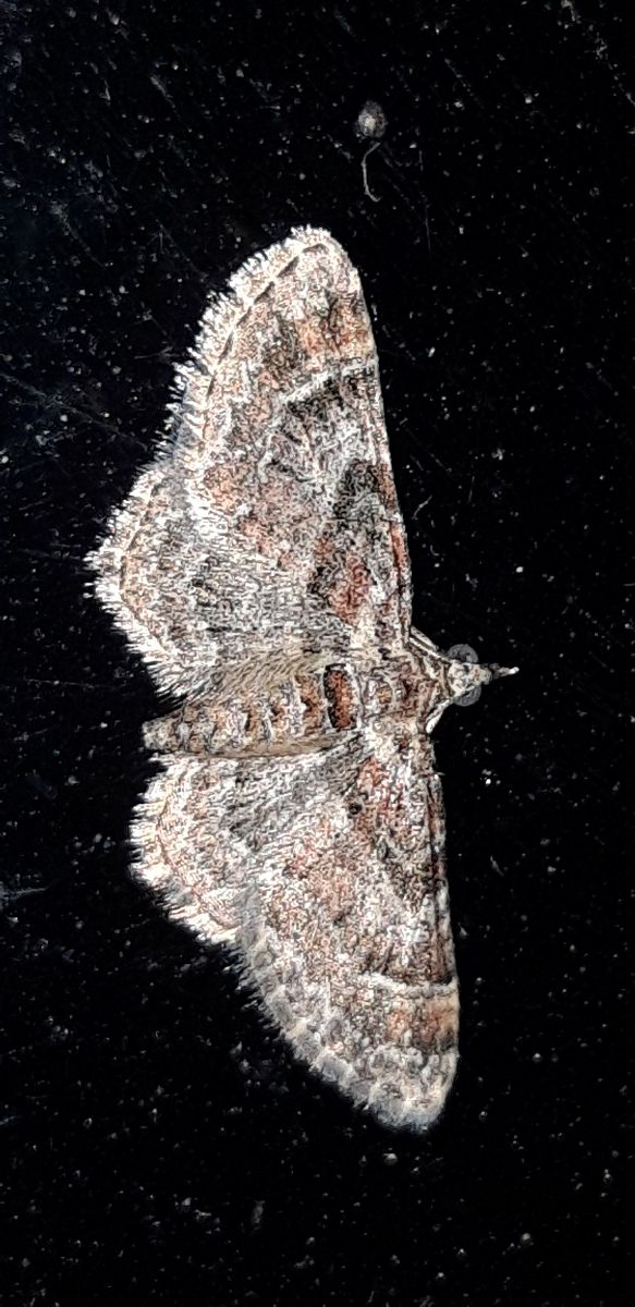 Gymnoscelis rufifasciata  - Michele Cento