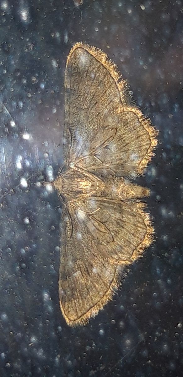 Gymnoscelis rufifasciata  - Michele Cento