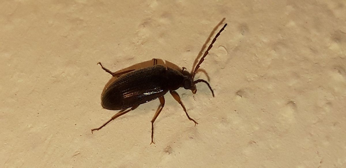 Hymenalia rufipes  - Michele Cento