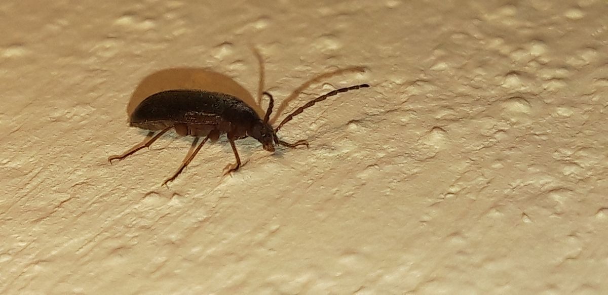 Hymenalia rufipes  - Michele Cento