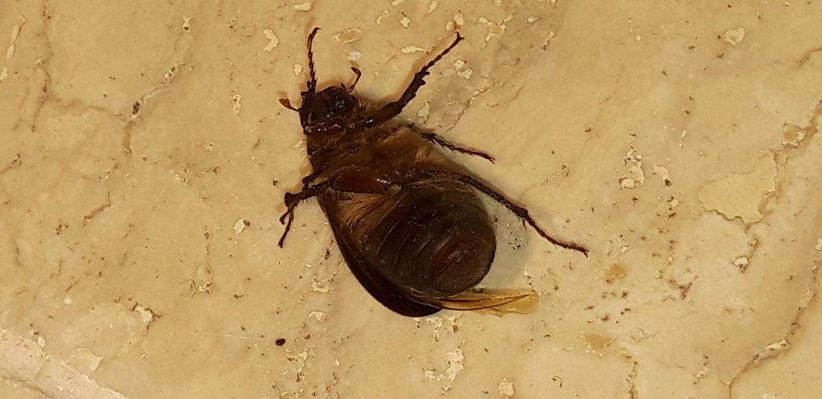 Haplidia transversa  - Michele Cento