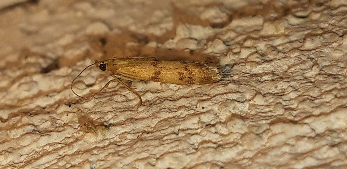 Homoeosoma sinuella  - Michele Cento
