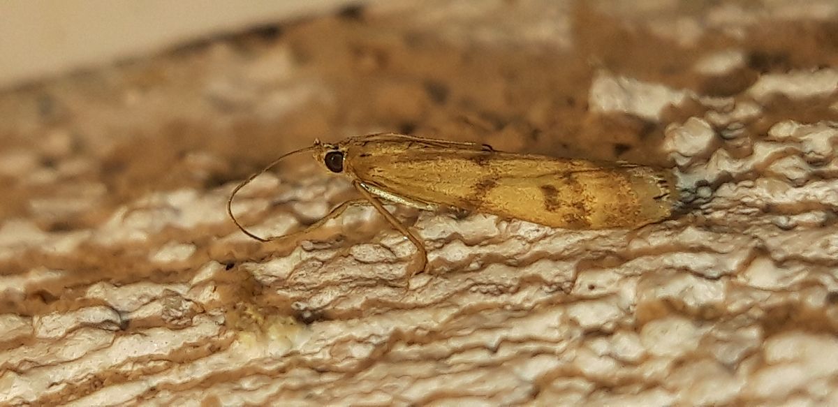 Homoeosoma sinuella  - Michele Cento