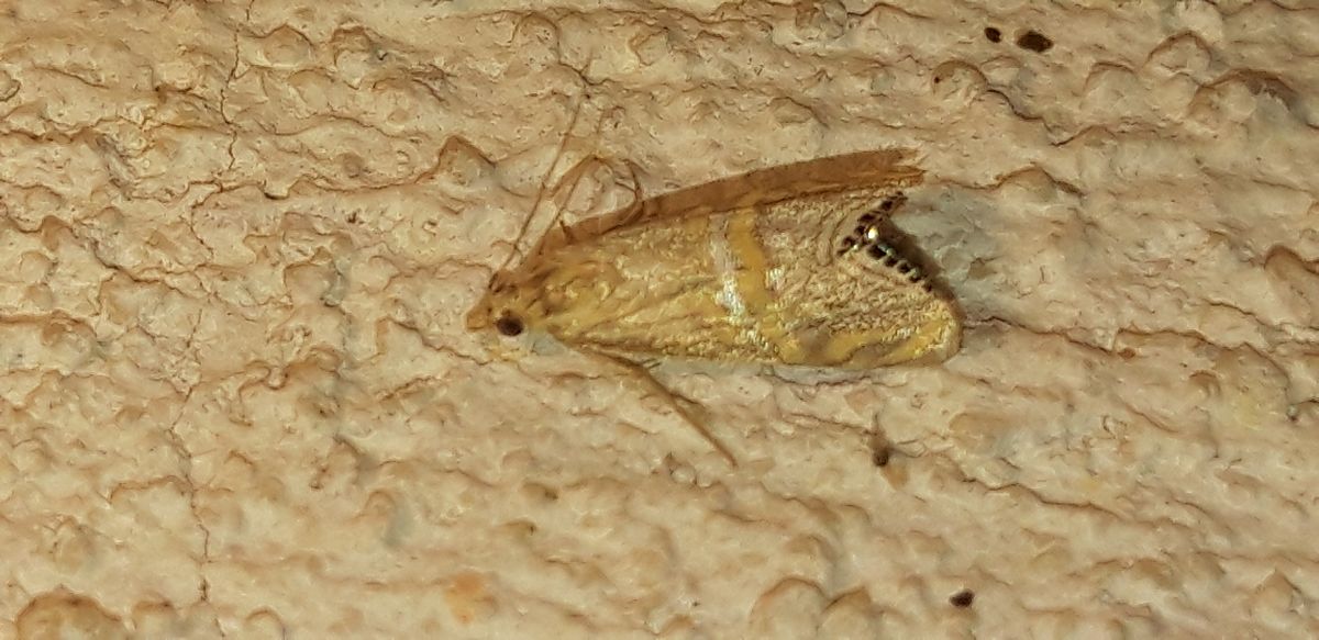 Euchromius bella  - Michele Cento