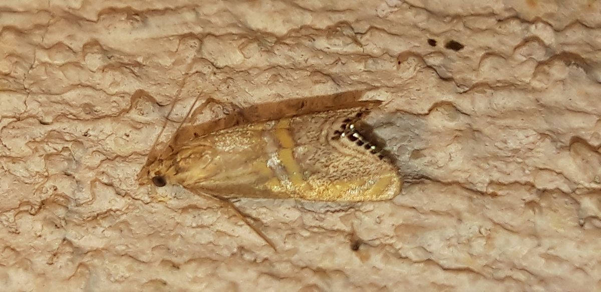 Euchromius bella  - Michele Cento