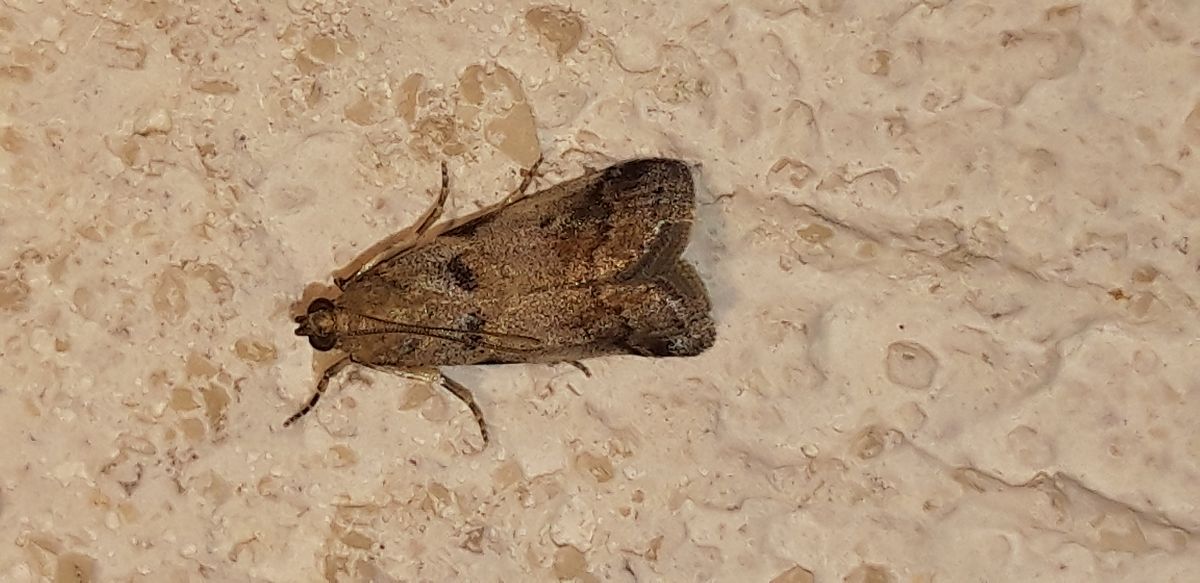 Acrobasis sp.  - Michele Cento