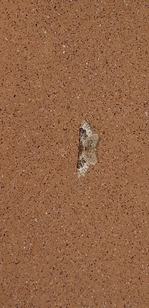 Idaea rusticata  - Michele Cento