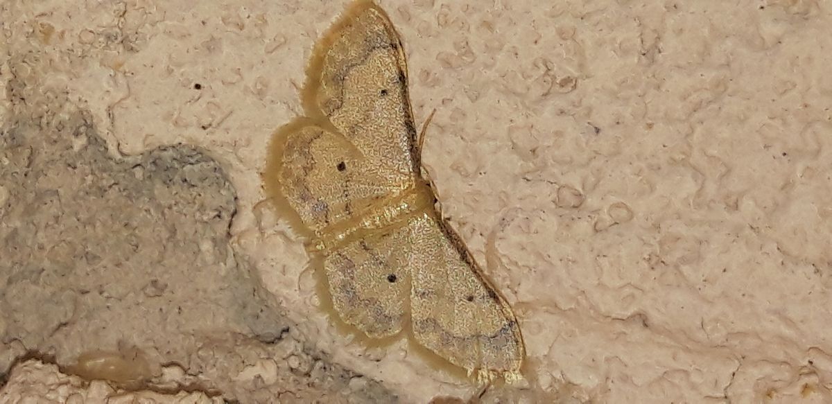 Idaea politaria  - Michele Cento
