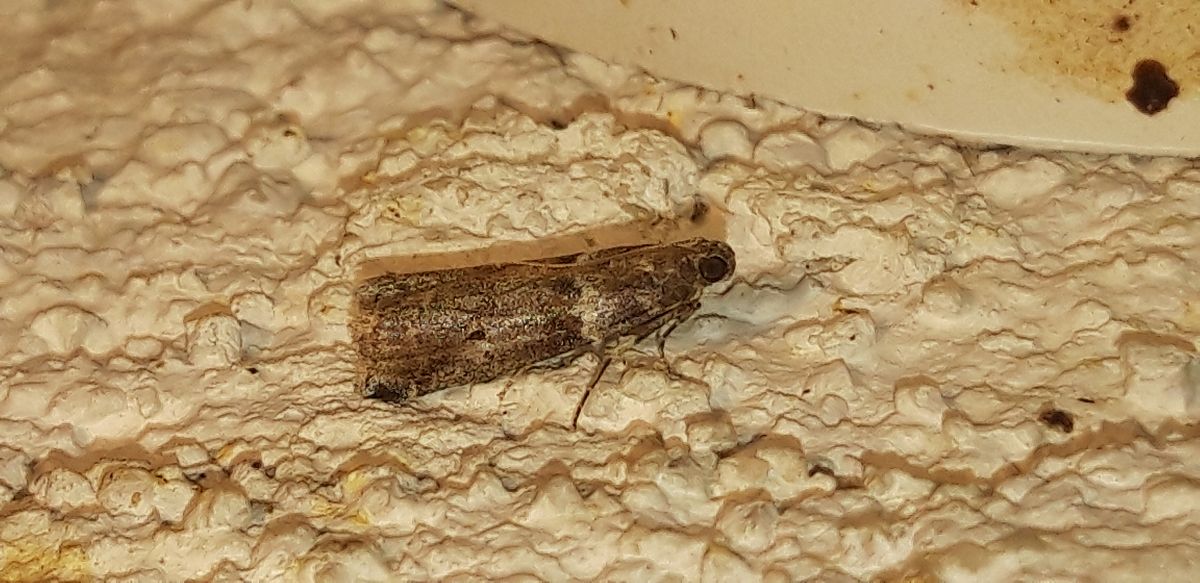 Ephestia kuehniella  - Michele Cento